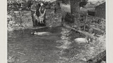 Sheep Washing: Outgang Beck