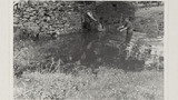 Sheep Washing: Outgang Beck