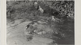 Sheep Washing: Outgang Beck