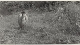 Sheep Washing: Outgang Beck