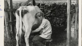 Milking by Hand