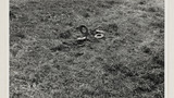 Quoits