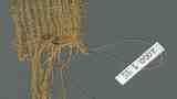 mummy cloth