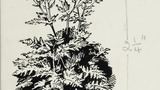 Sweet Cicely. Original drawing used for a tailpiece in "Yorkshire Village" (1953), page 272