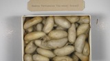 box of silk cocoons