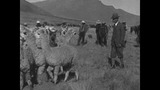 film of Peruvian sheep breeding (edited)