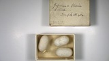 box of silk cocoons