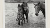 Ruth Kitching with Cleveland Bay Mares