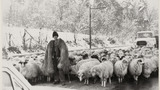 Romanian Shepherd and Flock