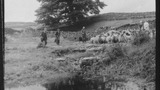 Gathering Sheep for Washing: Outgang Beck
