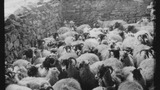 Gathering Sheep for Washing: Outgang Beck