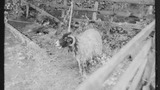 Sheep Washing: Outgang Beck