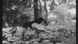 Sheep Dog at Sheep Washing: Outgang Beck