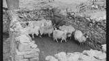 Sheep Washing: Outgang Beck