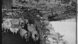 Sheep Washing: Outgang Beck