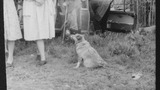 Dog at Sheep Washing: Outgang Beck