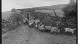 Sheep Washing: Outgang Beck