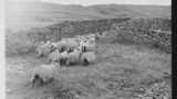 Sheep Washing: Outgang Beck