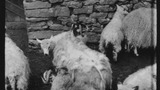 Sheep Washing: Outgang Beck