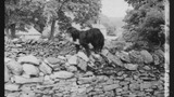 Sheep dog at Sheep Washing: Outgang Beck