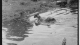 Sheep Washing: Outgang Beck