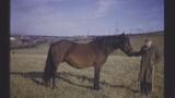 Cleveland Bay Horse