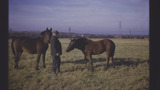 Cleveland Bay Horses