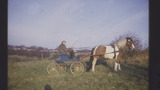 Cleveland Bay Horse and Cart