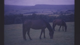 Cleveland Bay Horses