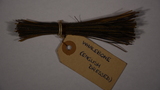 baleen bristle sample