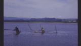 Salmon Fishing: Haaf Net