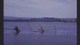 Salmon Fishing: Haaf Net