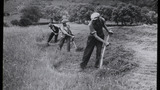 Haymaking by Hand: Using the Scythe