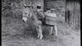 Donkey as Pack Animal