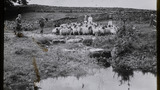Gathering Sheep for Washing: Outgang Beck