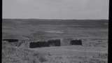 Gathering Sheep for Shearing: Apedale