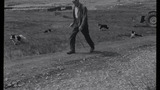 Shepherd and Sheep Dogs: Apedale