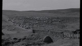 Gathering Sheep for Shearing: Apedale