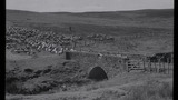 Gathering Sheep for Shearing: Apedale