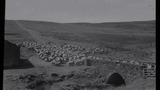 Gathering Sheep for Shearing: Apedale