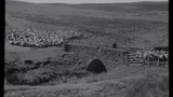 Gathering Sheep for Shearing: Apedale