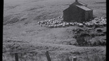 Gathering Sheep for Shearing: Apedale