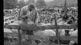 Horn Branding (Sheep)