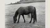 Cleveland Bay Mare