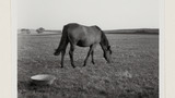Cleveland Bay Mare