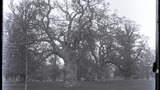 Blenheim Park, old trees