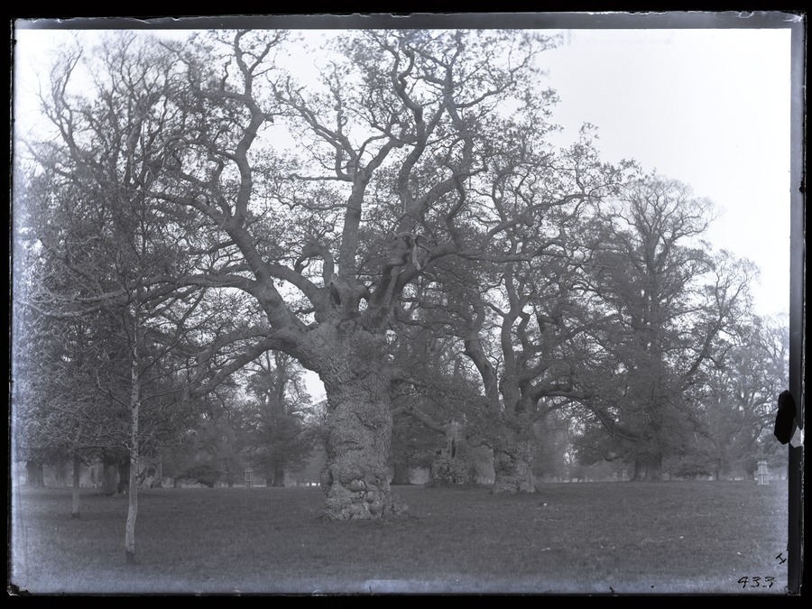 Blenheim Park, old trees 
