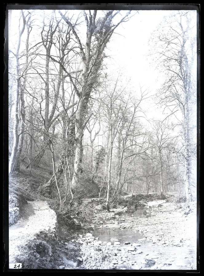 Bolton Woods, Path-Trees-River 