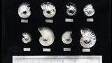 Speeton Ammonites, Speeton