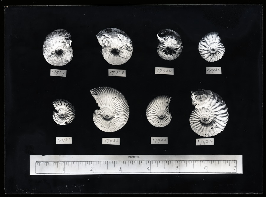 Speeton Ammonites, Speeton Image © University of Leeds